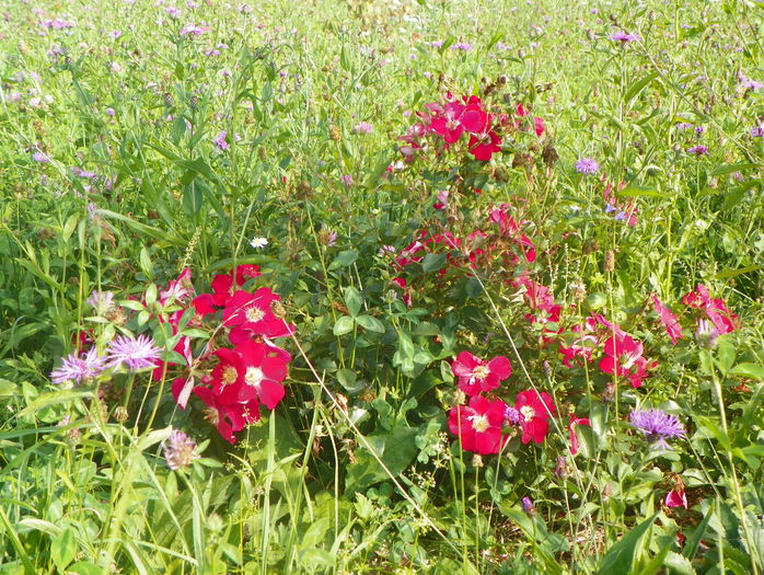 Candia Meillandecor pierdut in decor