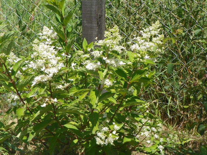 hydrangea Grandiflora - z-Dobarland 2015