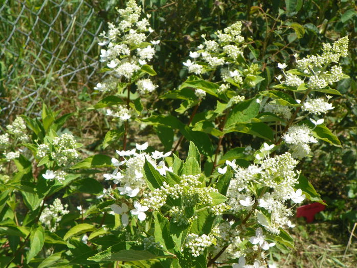 hydrangea Grandiflora - z-Dobarland 2015