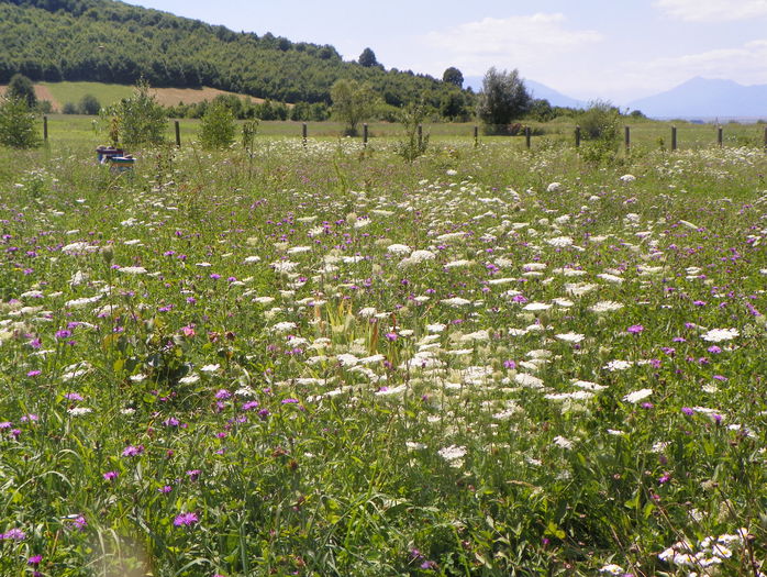 cam asta trebuie sa cosesc eu - z-Dobarland 2015