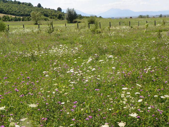 2 aug 025 - z-Dobarland 2015