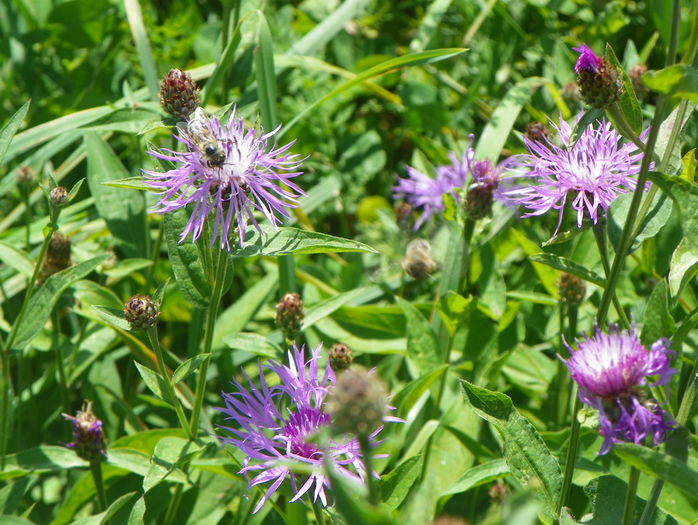 centaurea - z-Dobarland 2015
