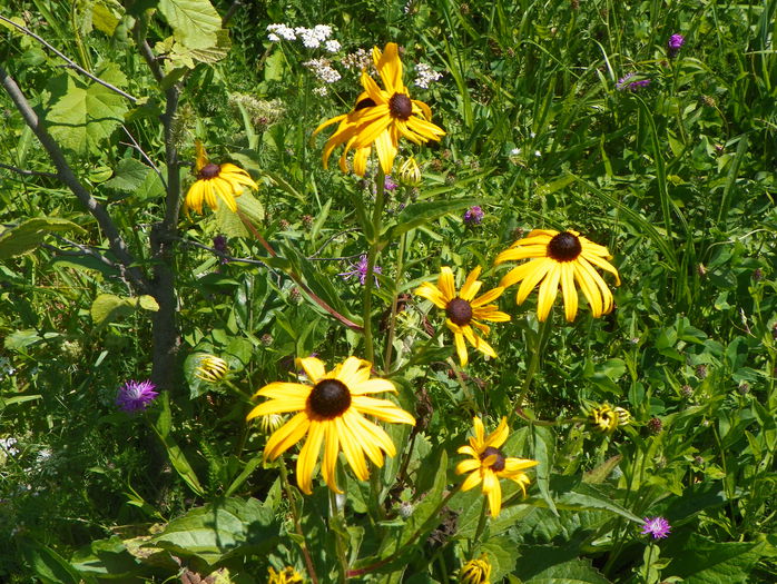rudbeckia Goldsturm - z-Dobarland 2015