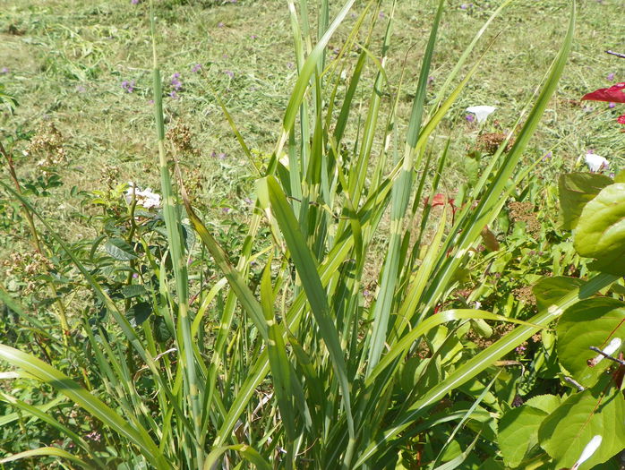 miscanthus Zebrinus - z-Dobarland 2015
