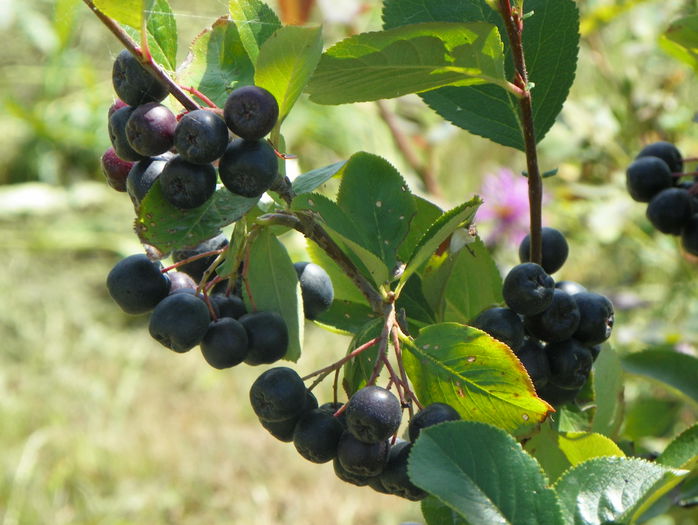 aronia Viking - z-Dobarland 2015