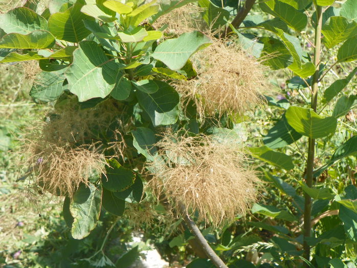 cotinus coggyria - z-Dobarland 2015