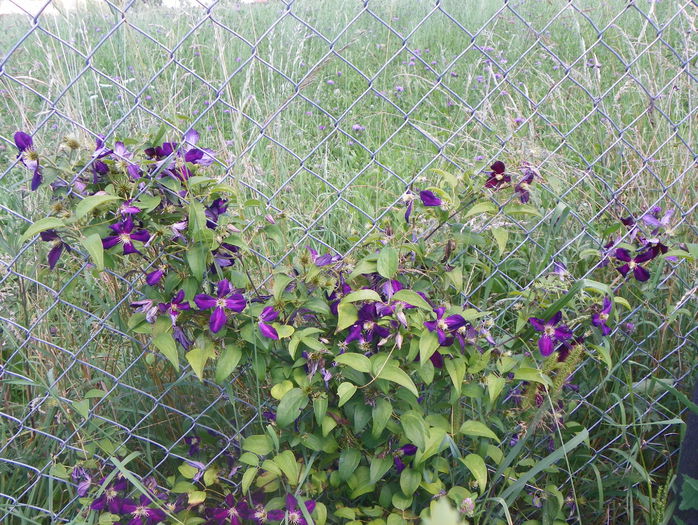 Mikelite - z-Dobarland 2015