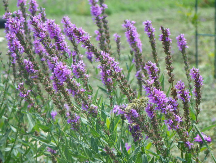 lythrum salicaria autohton - z-Dobarland 2015