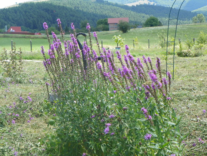lythrum salicaria - z-Dobarland 2015