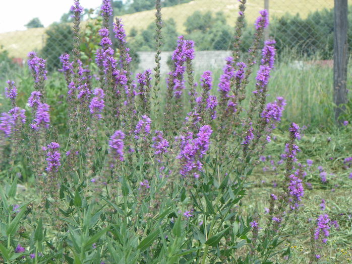 lythrum salicaria - z-Dobarland 2015