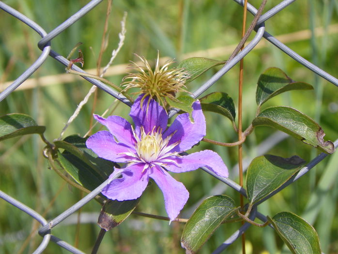 Justa - z-Dobarland 2015