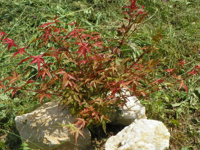 acer Beni Maiko - z-Dobarland 2015