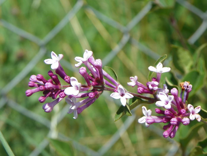 syringa superba - z-Dobarland 2015