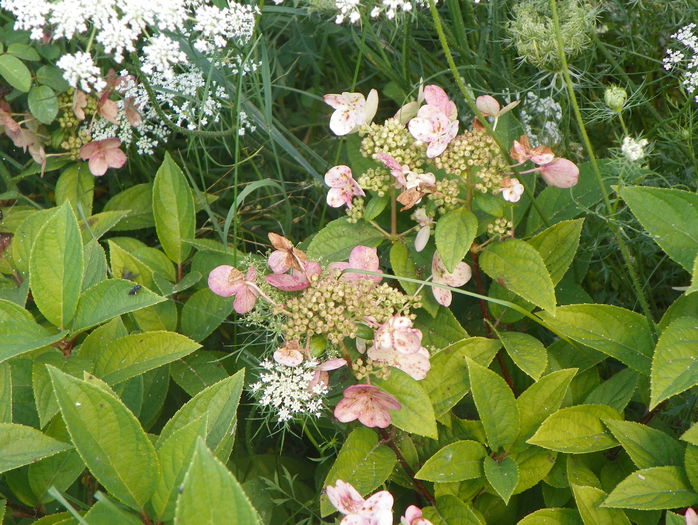hydrangea Early Sensation - z-Dobarland 2015