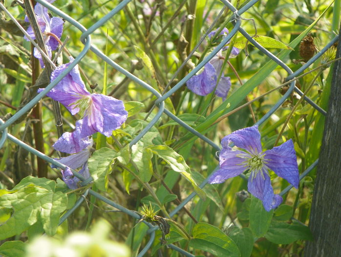 Prince Charles - z-Dobarland 2015