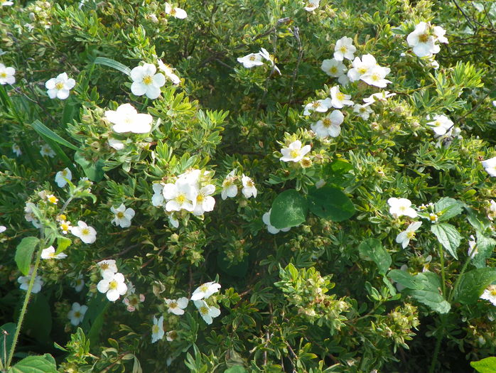 potentilla Lovely Pink - z-Dobarland 2015