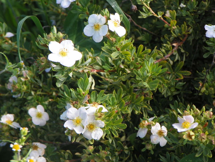 Lovely dar nu prea Pink - z-Dobarland 2015