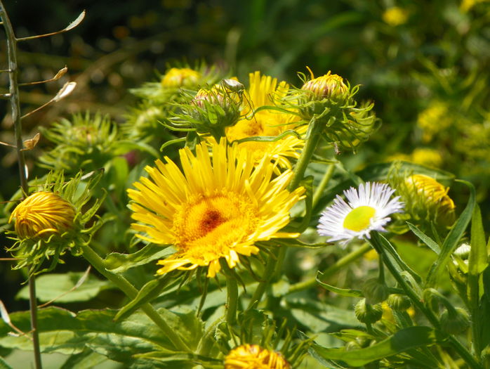 inula britannica - z-Dobarland 2015