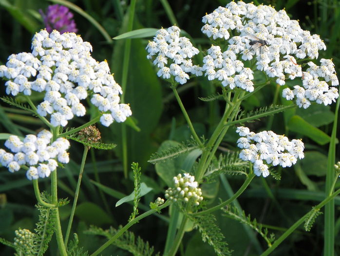 coada soricelului - z-Dobarland 2015