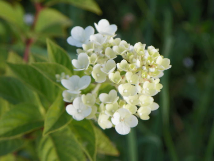 hydrangea Sundae Fraise - z-Dobarland 2015