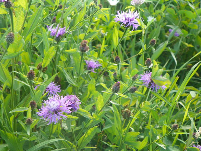 centaurea - z-Dobarland 2015