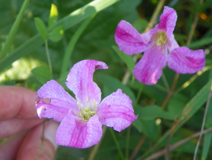 Krakoviak - z-Dobarland 2015