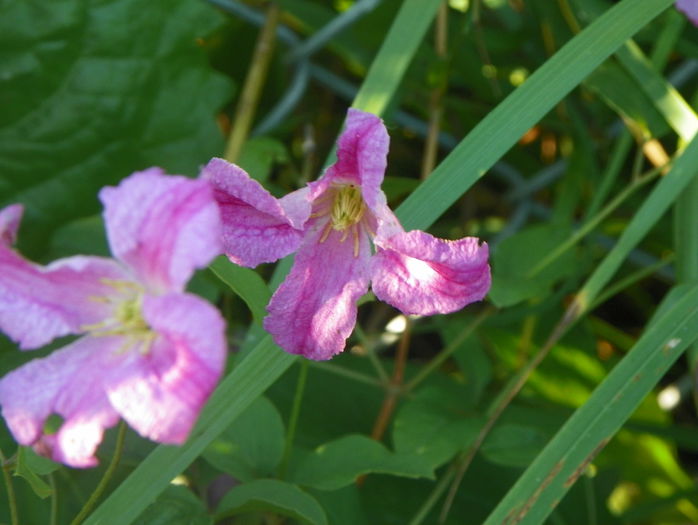 Krakoviak - z-Dobarland 2015