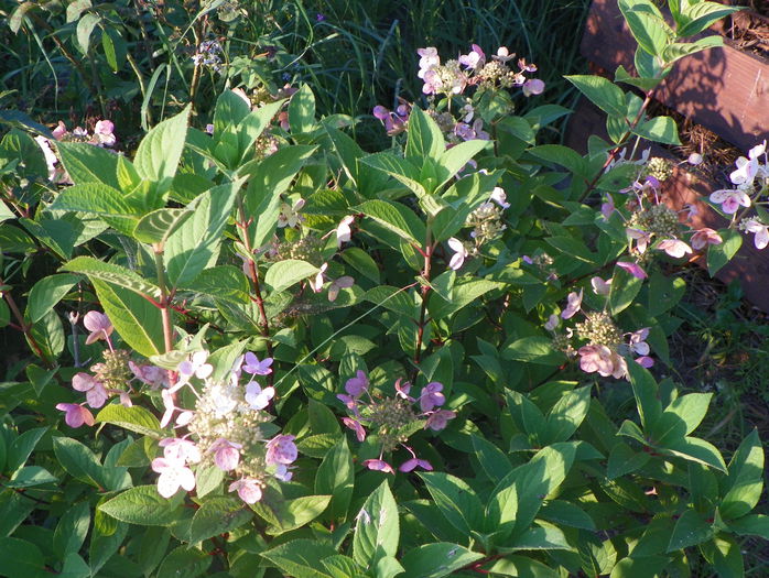 hydrangea Early Sensation - z-Dobarland 2015