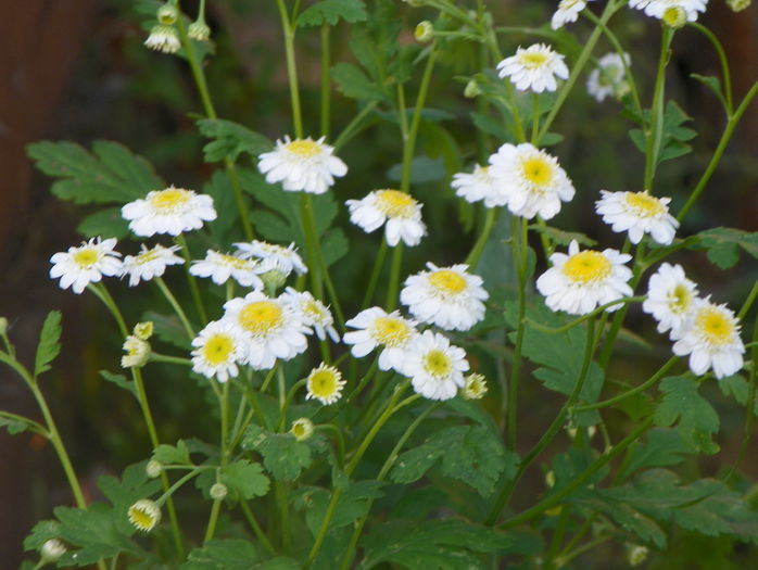 tanacetum parthenium - z-Dobarland 2015