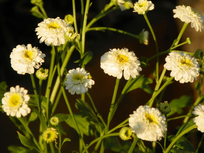tanacetum parthenium dublu - z-Dobarland 2015