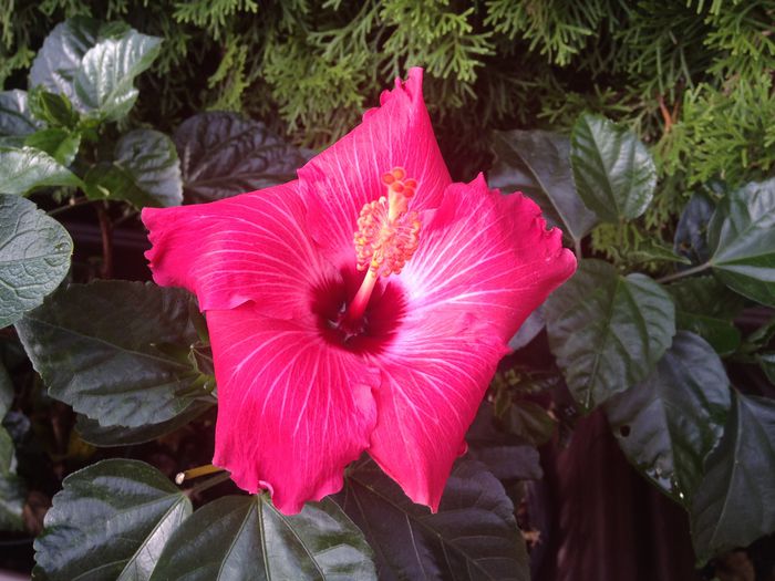 03 aug. 2015 - Hibiscus2015