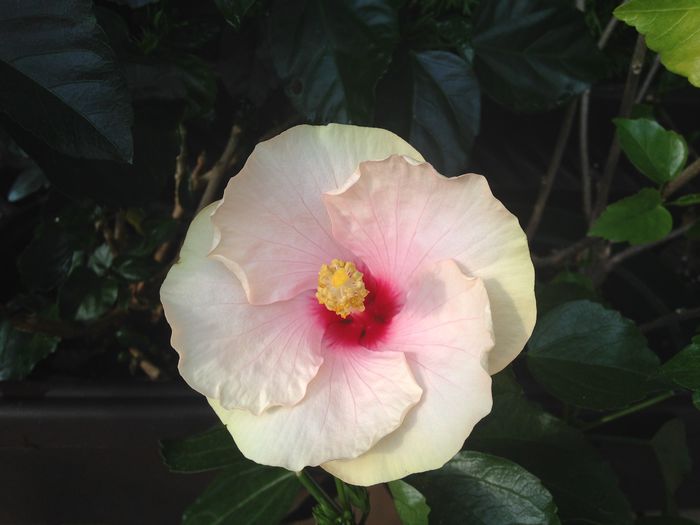 03 aug. 2015 - Hibiscus2015