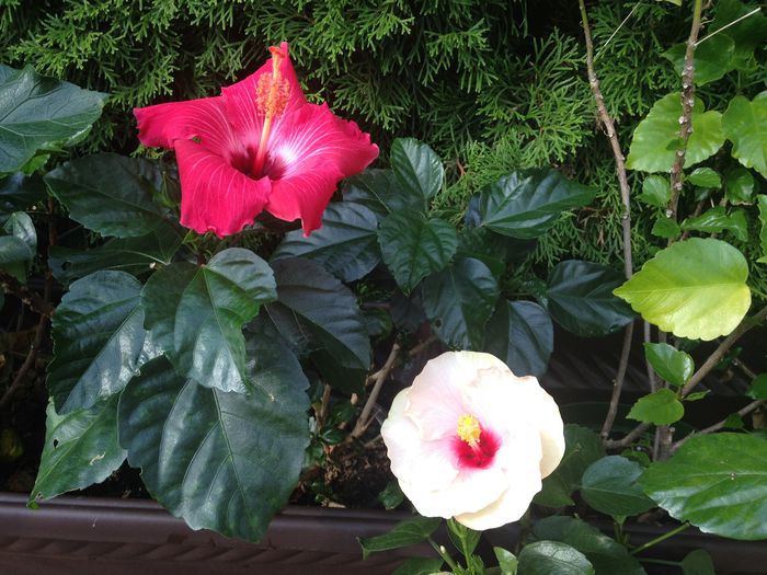 03 aug. 2015 - Hibiscus2015