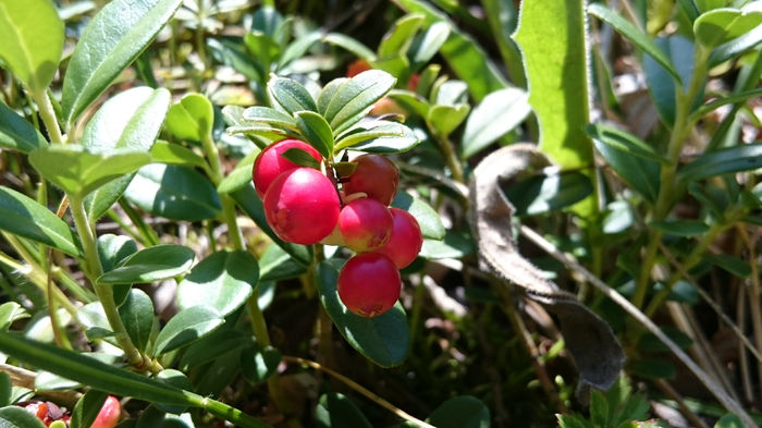 Incet se fac si merisorii - Vindem Puieti Merisor  Vaccinium vitis idaea