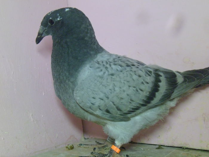 VINDUTA
