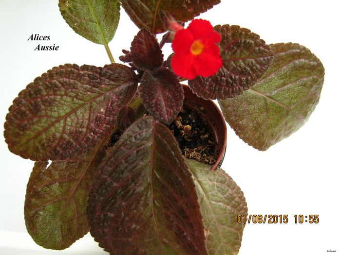 Alices Aussie 3 - Episcia_A