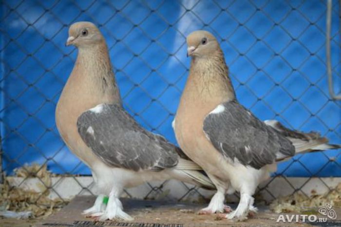 1074393096 - Porumbei in Lume