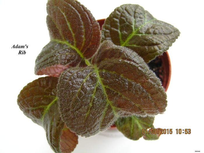 Adams Rib - Episcia_A