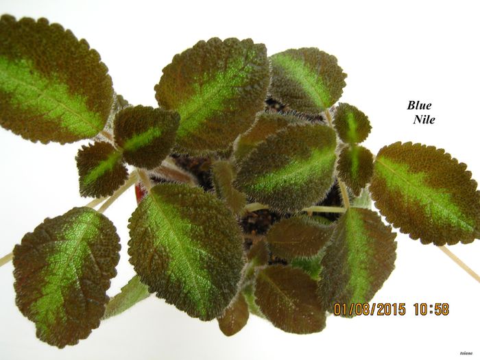 Blue Nile - Episcia_B