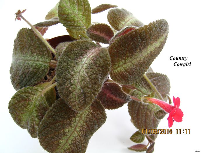 Country Cowgirl - Episcia_C
