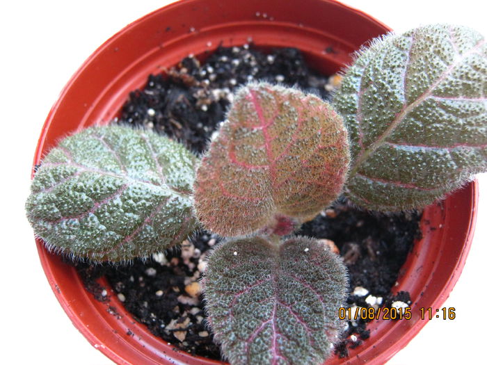 Country Love - Episcia_C