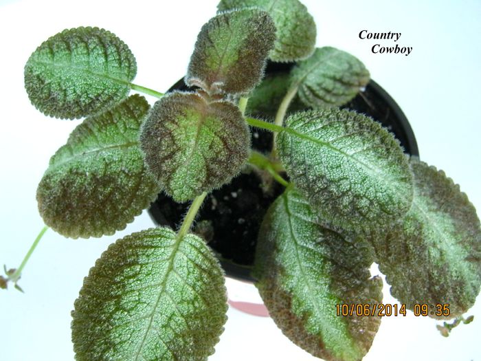 Country Cowboy - Episcia_C