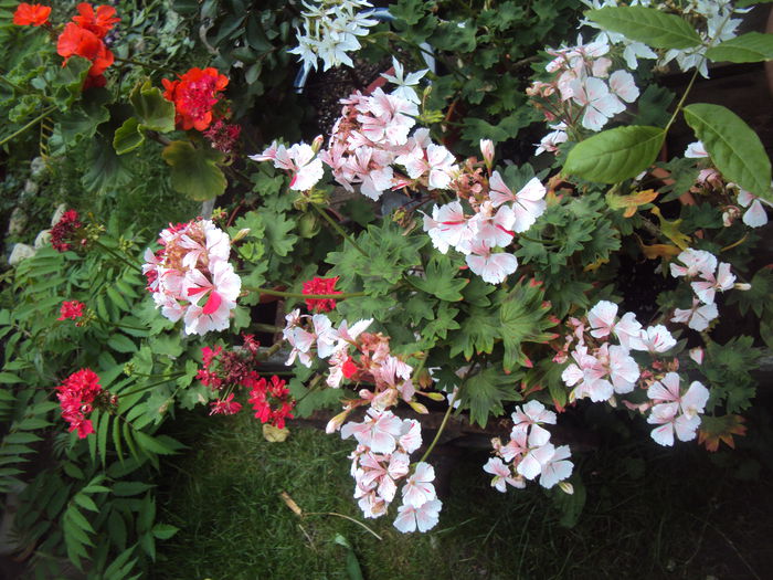 DSC01782 - Mușcate