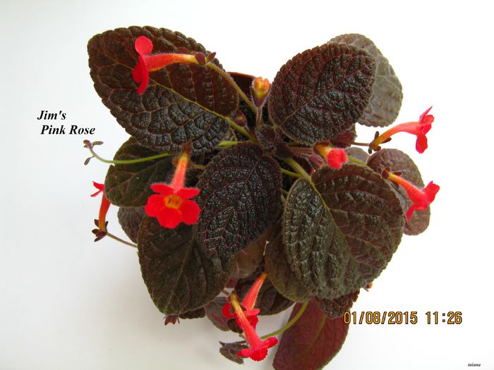 Jims Pink Rose - Episcia_J