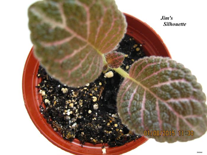 Jims Silhouette - Episcia_J