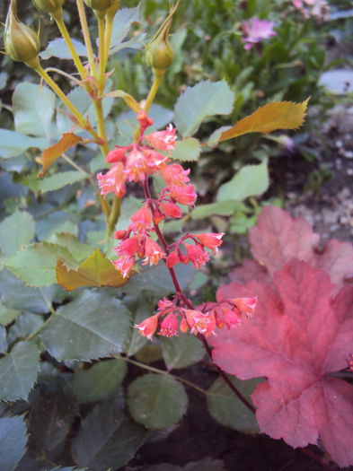 DSC01809 - 2016 Heuchera