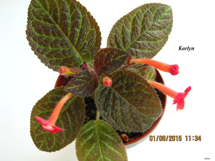 Karlyn - Episcia_K