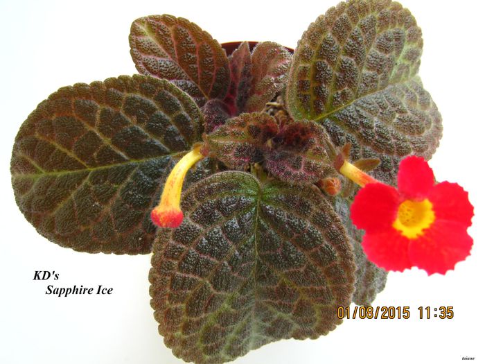 KDs Sapphire Ice - Episcia_K