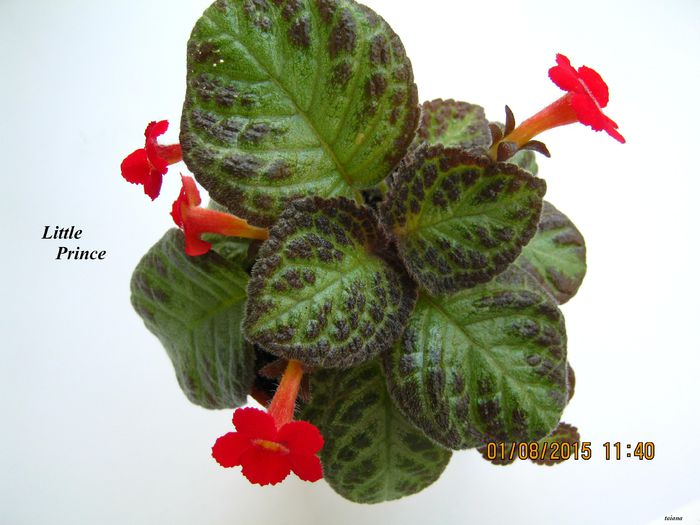 Little Prince - Episcia_L