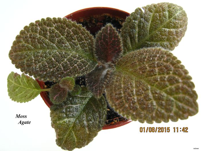 Moss Agate - Episcia_M